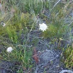 Scabiosa incisa