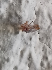 Belonochilus numenius