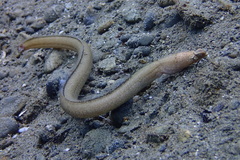 Brachysomophis crocodilinus