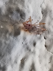 Belonochilus numenius