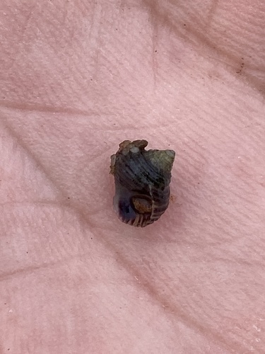Common Periwinkle
