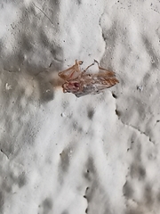 Belonochilus numenius