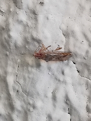 Belonochilus numenius