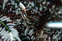 Allogalathea elegans