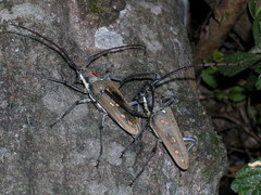 Batocera davidis