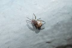 Parasteatoda tepidariorum