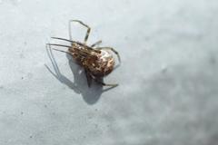 Parasteatoda tepidariorum