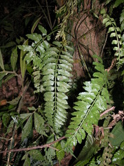 Asplenium tenerum