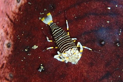 Gnathophyllum americanum