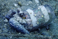 Amphioctopus marginatus