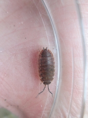 Porcellio scaber