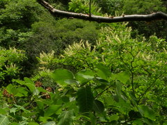 Terminalia macrostachya