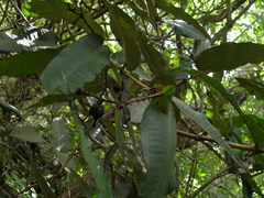 Calyptranthes chiapensis