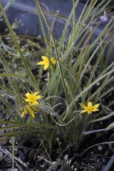 Hypoxis floccosa