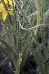 Hypoxis floccosa