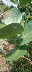 Calotropis procera image