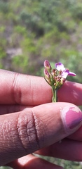 Polygala ericifolia