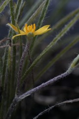 Hypoxis floccosa