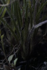 Hypoxis floccosa