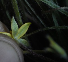 Hypoxis floccosa
