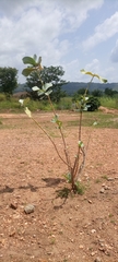 Calotropis procera image