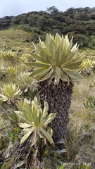 Espeletia hartwegiana