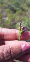 Polygala ericifolia