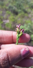Polygala ericifolia