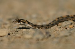 Dipsina multimaculata