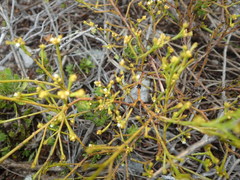 Thesium ericifolium
