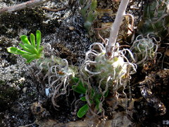 Tylecodon grandiflorus
