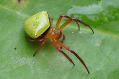 Araneus viridiventris