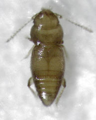 Ptinella acaciae