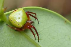 Araneus viridiventris