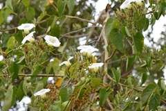 Ipomoea corymbosa