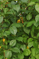 Malus baccata