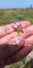 Polygala ericifolia
