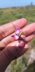 Polygala ericifolia