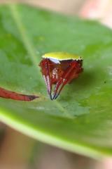 Araneus viridiventris