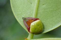 Araneus viridiventris