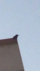 Drepanorhynchus reichenowi