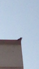 Drepanorhynchus reichenowi