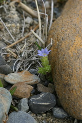 Gentiana aquatica