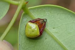 Araneus viridiventris