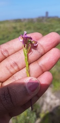 Polygala ericifolia