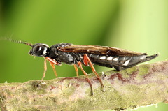Xiphydria camelus