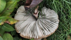 Chlorophyllum molybdites