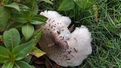 Chlorophyllum molybdites