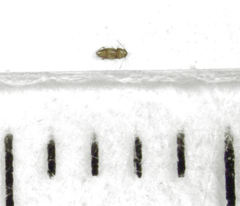 Ptinella acaciae