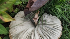 Chlorophyllum molybdites